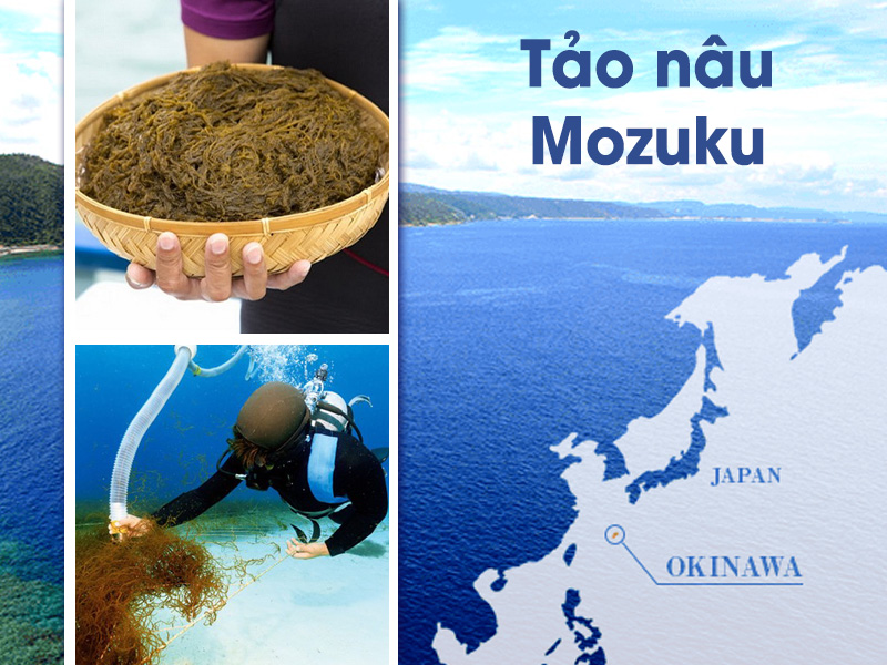 Fucoidan được chiết xuất từ tảo nâu mozuku vùng đảo Okinawa – Nhật Bản
